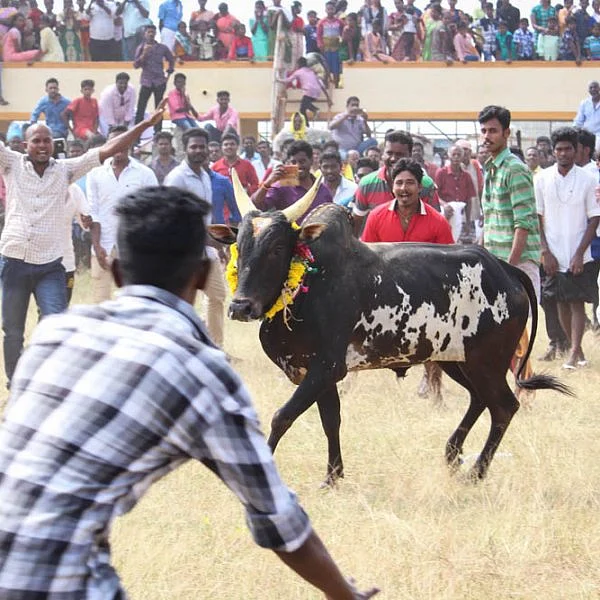 சிவகங்கை மாவட்டம் சிராவயல் கிராமத்து மஞ்சுவிரட்டில் சீறிப் பாய்ந்த காளைகள். படங்கள் : தினேஷ் சு மு