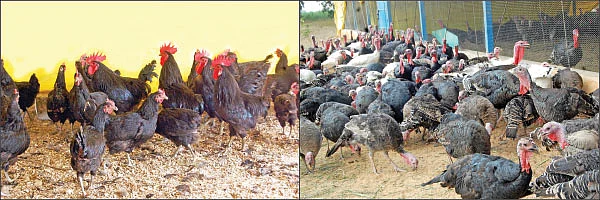 வளமான வருமானம் தரும் வான்கோழி வளர்ப்பு! - 300 வான்கோழிகள்... ரூ. 2,40,000 வருமானம்!