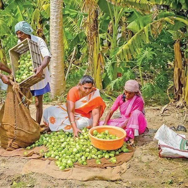 Intercrop Brinjal providing excellent returns..! #OrganicFarming
