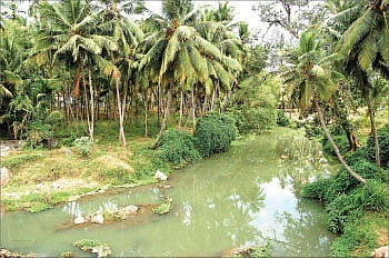 ஒடுப்புரை நாகம்மனும்.... சுட்ட கொழுக்கட்டையும்!