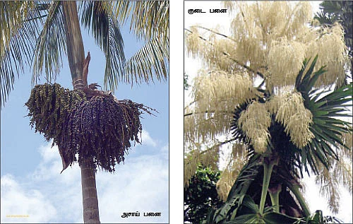 மாயா டீச்சரின் மந்திரக் கம்பளம்
