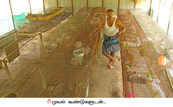 முத்தான வருமானம் தரும் முயல் வளர்ப்பு!