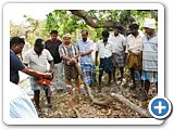 மரம் வெட்டி, நிலத்தைச் சுத்தப்படுத்திக்கொடுக்கும் திட்டம் - நடுத்திட்டு கிராமம்