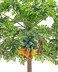 ஆன்டிபயாடிக் ஆபத்துக்கு அணைபோடும் பப்பாளி!