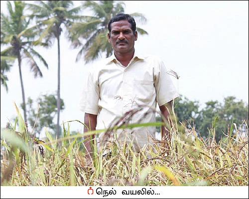 சக்காவோ பாரிட்டன்... - சமவெளியிலும் விளையும் மலைப் பிரதேச நெல்!
