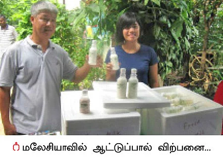 மண்புழு மன்னாரு: ஆட்டுப்பால்... மலேசிய மக்களின் மருந்து!