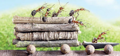ANT அதிசயம் !