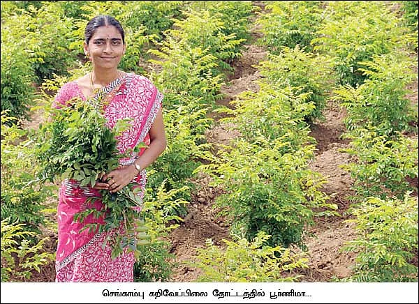 செழிப்பான லாபம் தரும் செங்காம்பு..!