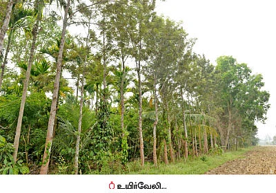 ஒரு ஏக்கர் நிலத்தில் இரண்டரை லட்சம்... செலவில்லா வருமானம்!