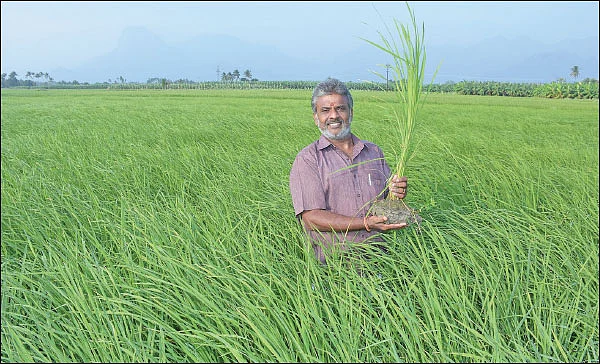 கொட்டிக் கொடுக்கும் கருத்தக்கார்... மதிப்புக் கூட்டினால் மகத்தான லாபம்!
