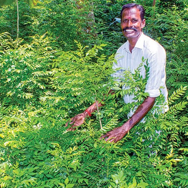 ஊடுபயிரில் உன்னத வருமானம்... டெல்டாவில் மணக்கும் நாட்டுக் கறிவேப்பிலை!