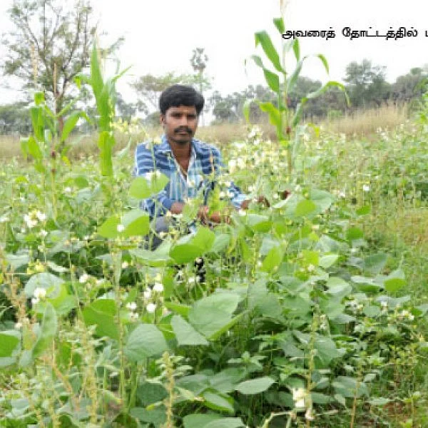 ஒவ்வோர் அறுவடைக்கும் 90 ஆயிரம்... பட்டதாரி இளைஞர்களுக்குக் கைகொடுக்கும் விவசாயம்!