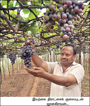 சவால் விட்ட ரசாயனம்... சாதிக்க வைத்த ஜீரோ பட்ஜெட்...