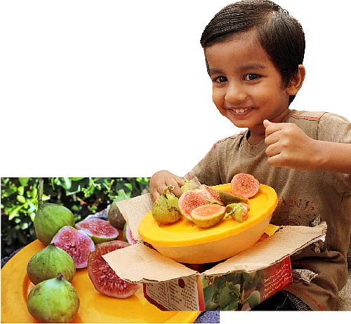 அத்தனையும் தரும் அத்திப்பழம்...