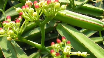 பிரண்டை மருத்துவ பலன்கள் | Pirandi Health Benefits, Usage (Tamil)