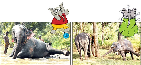 துவங்கியது கஜமேளா!