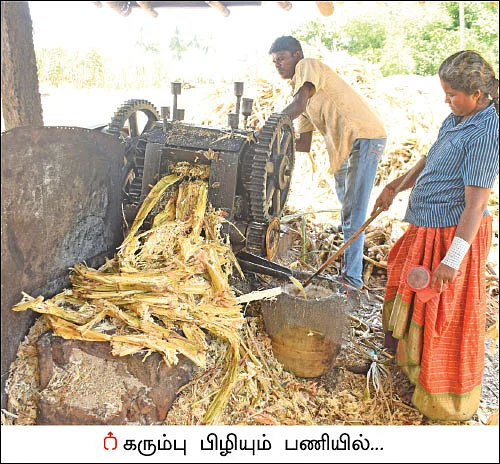நாட்டுச் சர்க்கரையில் நல்ல வருமானம்! - 13 ஏக்கர்... 10 மாதங்கள்... ரூ 10 லட்சம்