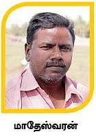 அறுவடை ஒயில்..ஆடும் மயில் !
