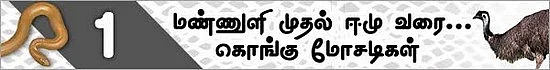 மண்ணுளி முதல் ஈமு வரை! (மிரள வைக்கும் கொங்கு மோசடிகள் - 11)