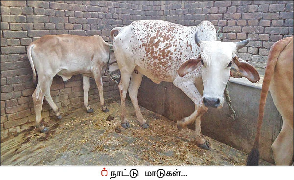 ‘பசுமை’ காட்டிய பாதை! - சத்தீஸ்கரில் மலரும் இயற்கை விவசாயம்!