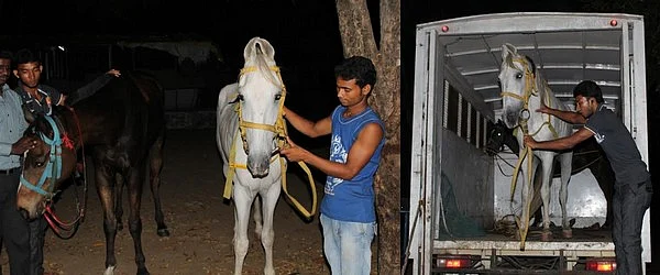 சவாரிக்குப்பின் அனாதையாக்கப்படும் குதிரைகள்!