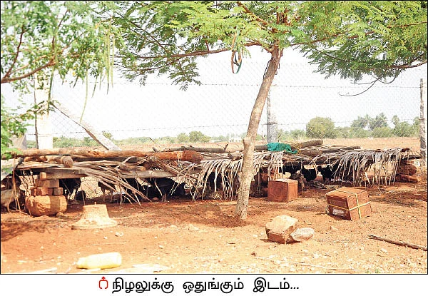 நம்பிக்கை தரும் நாட்டுக்கோழி வளர்ப்பு! - 25 சென்ட் நிலம்... ஆண்டுக்கு ரூ 3 லட்சம்