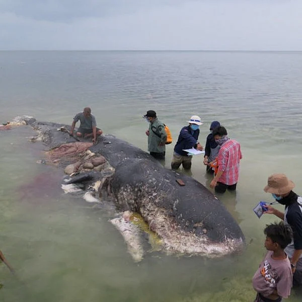 ஒரு திமிங்கிலத்தின் வயிற்றில் இவ்வளவு பிளாஸ்டிக் கழிவுகளா?- அதிர்ச்சியில் உறைந்த உலக நாடுகள்