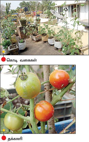 ஆரோக்கியத்தை உறுதிப்படுத்தும் மொட்டைமாடி காய்கறி !