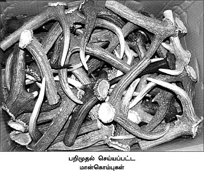 மான்கொம்பு மல்லுக்கட்டு!