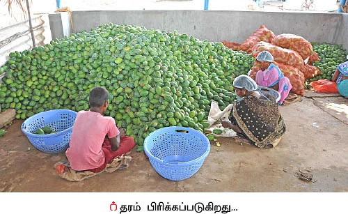 20 மரங்கள்... ரூ 1,00,000 லாபம்... கெத்தமார்.... சீரி... ருமானி...