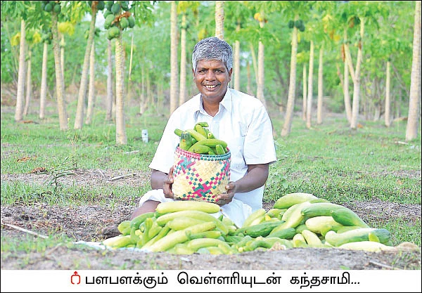 வறட்சியிலும் வெகுமதி கொடுக்கும் வெள்ளரி! - 25 சென்ட் நிலத்தில்... ரூ 20 ஆயிரம் லாபம்!