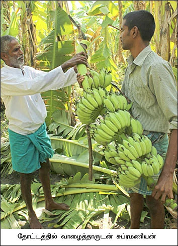 இயற்கை முறையில் இனிப்பான லாபம்... கலக்குது கற்பூரவல்லி..!