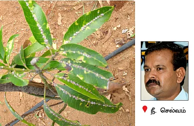 நீங்கள் கேட்டவை : ''மா இலைகளில் கரும்புள்ளி... தீர்வு என்ன?''