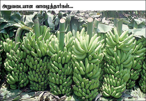 ஏக்கருக்கு 2 லட்சத்து 91 ஆயிரம் ரூபாய்...