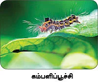 மாயா டீச்சரின் மந்திரக் கம்பளம்!