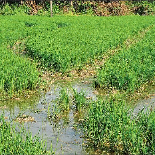 Paddy Field