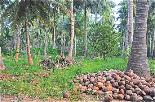 10 ஏக்கர் ரூ10 லட்சம் லாபம் தென்னை, பாக்கு, ஜாதிக்காய்...