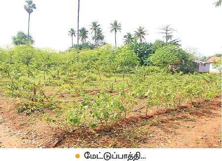 காய்த்துக் குலுங்கும் நெல்லி... பூத்துக் குலுங்கும் சம்பங்கி...