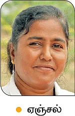 நீங்கள் கேட்டவை: முறிந்த மா மரம், காய்க்குமா..?