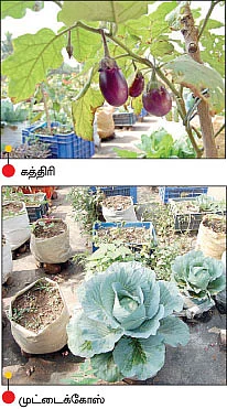 ஆரோக்கியத்தை உறுதிப்படுத்தும் மொட்டைமாடி காய்கறி !