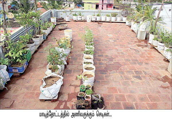மனதைக் குளிர வைக்கும் மாடித்தோட்டம்!
