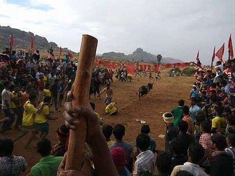திமிறும் தமிழகம்: அவசரச் சட்டம் பிறப்பித்தார் ஆளுநர்! அலங்காநல்லூரில் நாளை ஜல்லிக்கட்டு #LiveUpdate