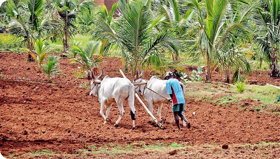 மண்ணுக்கு மரியாதை!