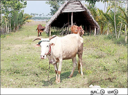மனைக்காக வாங்கிய நிலத்தில்... மனம் குளிரும் விவசாயம்..!
