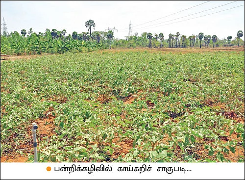 பணம் குவிக்கும் பண்ணைத்தொழில்கள் - 4 - வெண்பன்றி... கழிவுகளைப் பணமாக்கும் கால்நடை!
