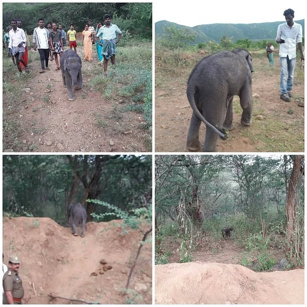 தண்ணீர்த் தொட்டிக்குள் விழுந்த குட்டி யானை... காப்பாற்றிய வனத்துறை மற்றும் பொதுமக்கள்!