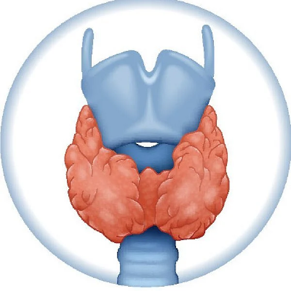 Thyroid Gland