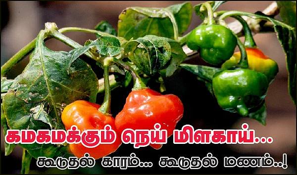 கமகமக்கும் நெய் மிளகாய்...கூடுதல் காரம்... கூடுதல் மணம்..!