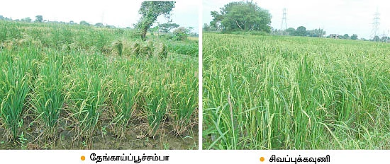 35 ஏக்கர்... ரூ.16 லட்சம்...பாரம்பர்ய நெல்லில் அபரிமிதமான மகசூல்...