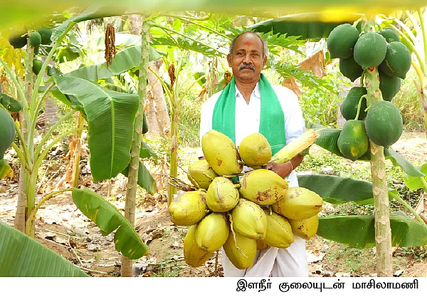 தென்னை... பப்பாளி... வாழை...